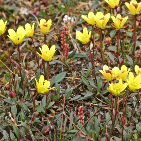 Saxifraga hirculus compacta Svalbard Longyearbyen 2014 5 A.Elven a